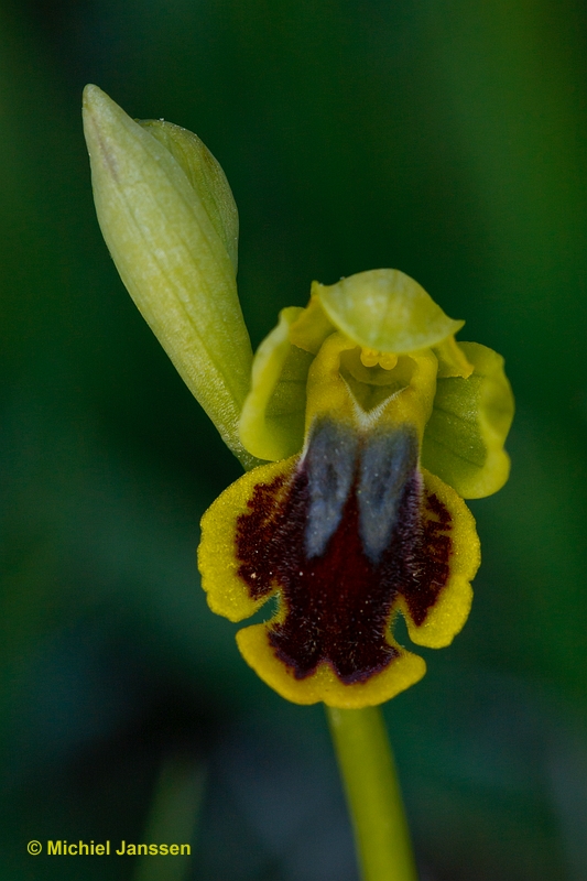 Ophrys lutea?