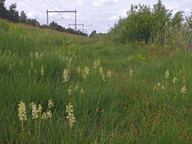 NS Pesse 26-06-13 (11).jpg