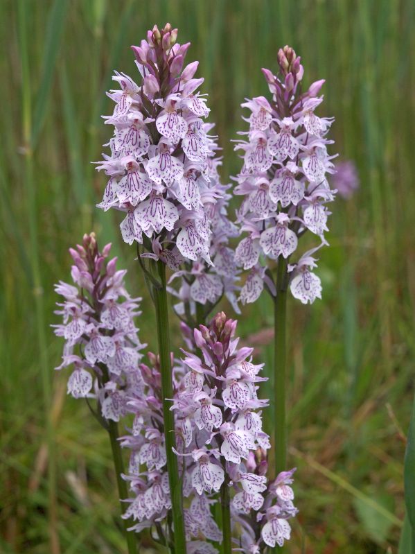 D. maculata s.l. Wildervank 'Rietgors' 25-06-13 (4).jpg