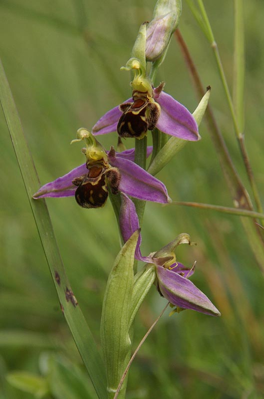 Ophrys apifera var apifera 26 juni 2013