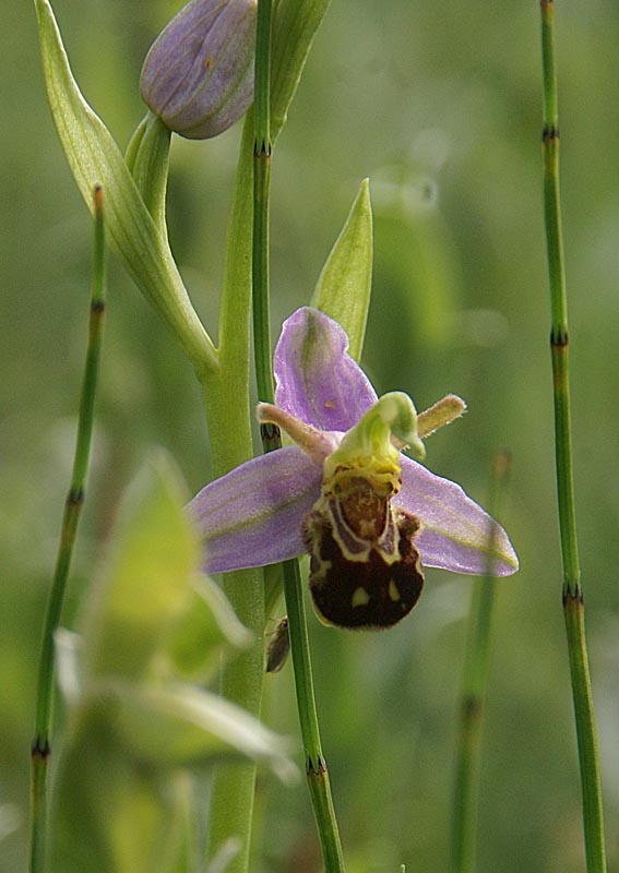 Ophrys apifera var aurita 26 juni 2013