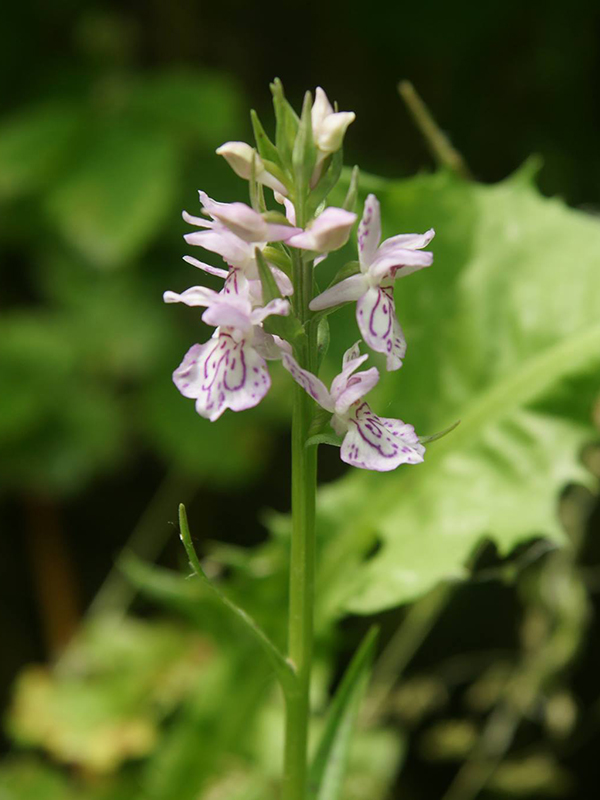 orchidee lange eendracht-800.jpg