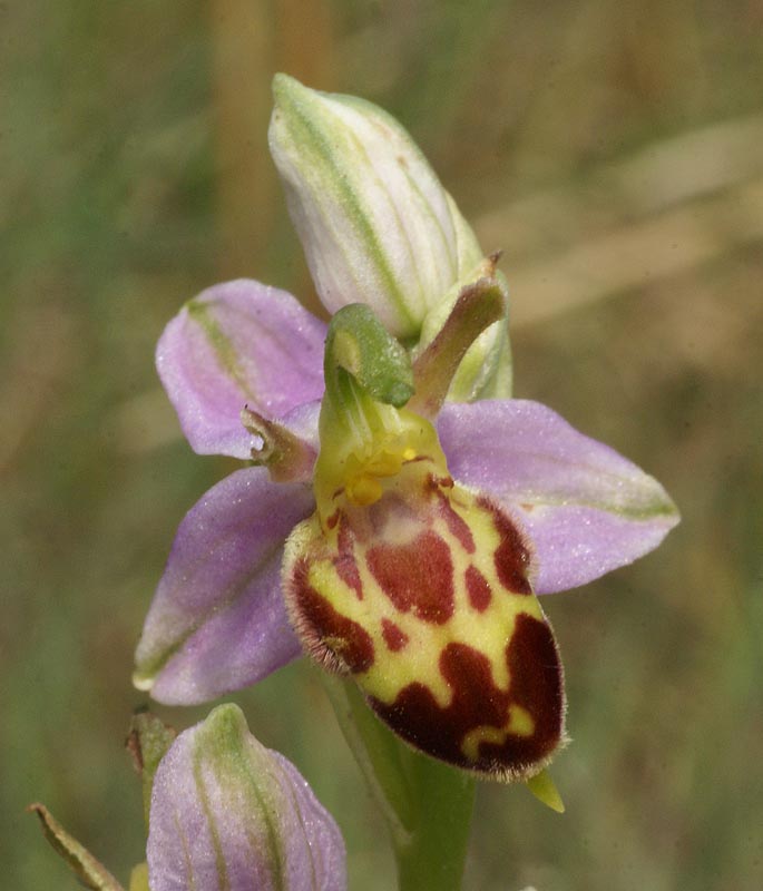 Ophrys apifera var belgarum
