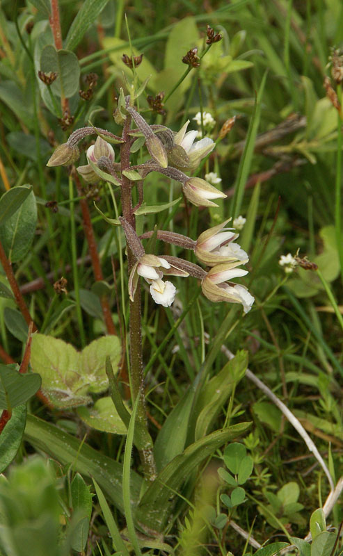 Epipactis palustris, 2 juli 2013
