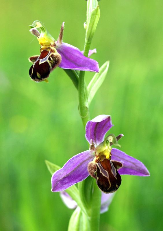 O. apifera Rijswijk Ypenburg 01-07-13 (25).jpg