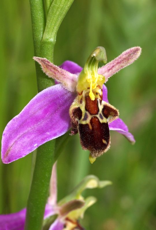 O. apifera Rijswijk Ypenburg 01-07-13 (39).jpg