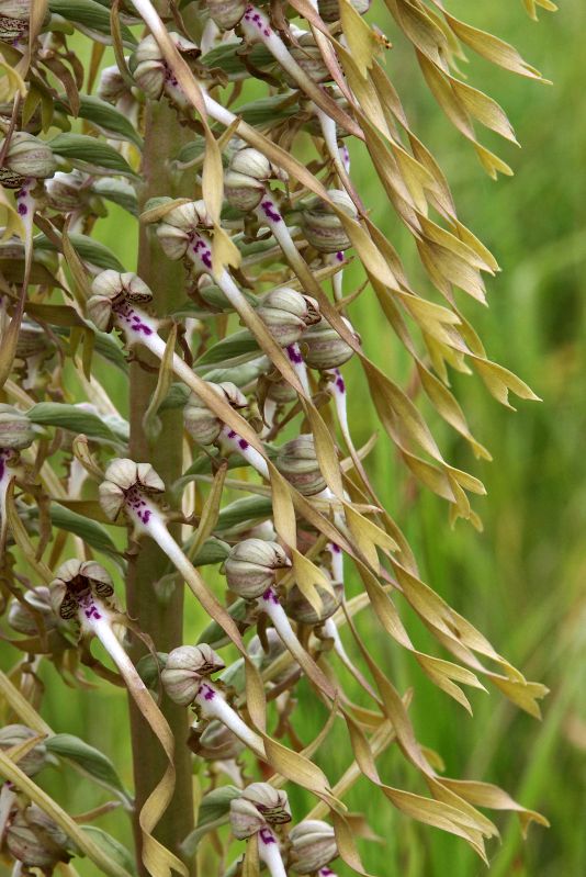 H. hircinum Rijswijk Ypenburg 03-07-13 (13).jpg