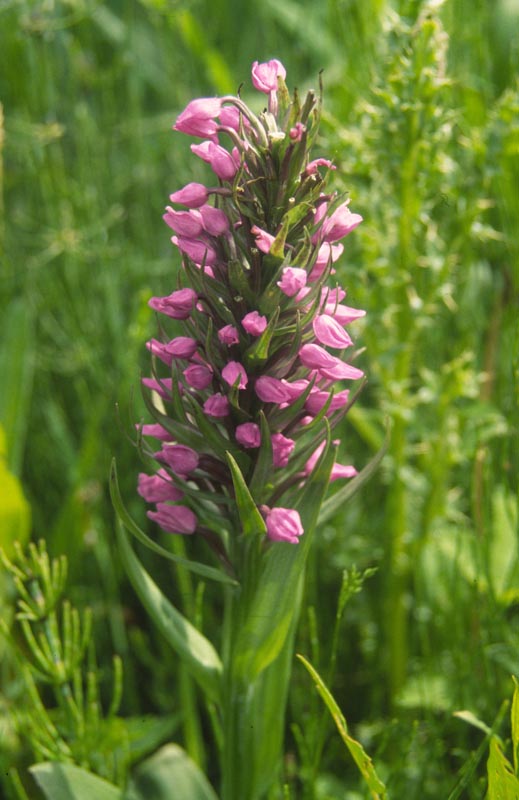D.praetermissa - pelorische vorm, 22 juni 2004 AWD