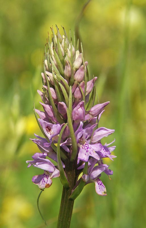 Dactylorhiza fuchsii 22 juni 2010