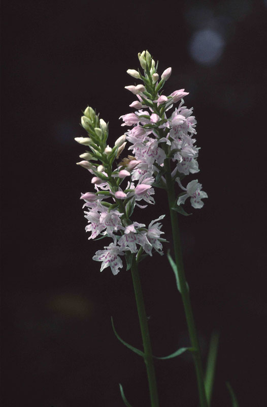 D.fuchsii 13 juni 2005