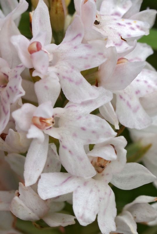 D. fuchsii Alteveer 04-07-13 (14).jpg