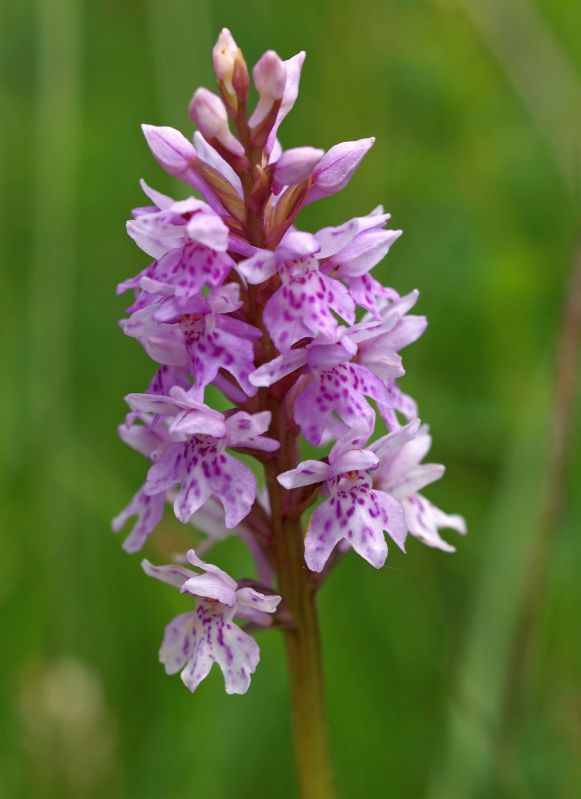 D. fuchsii Alteveer 04-07-13 (1).jpg