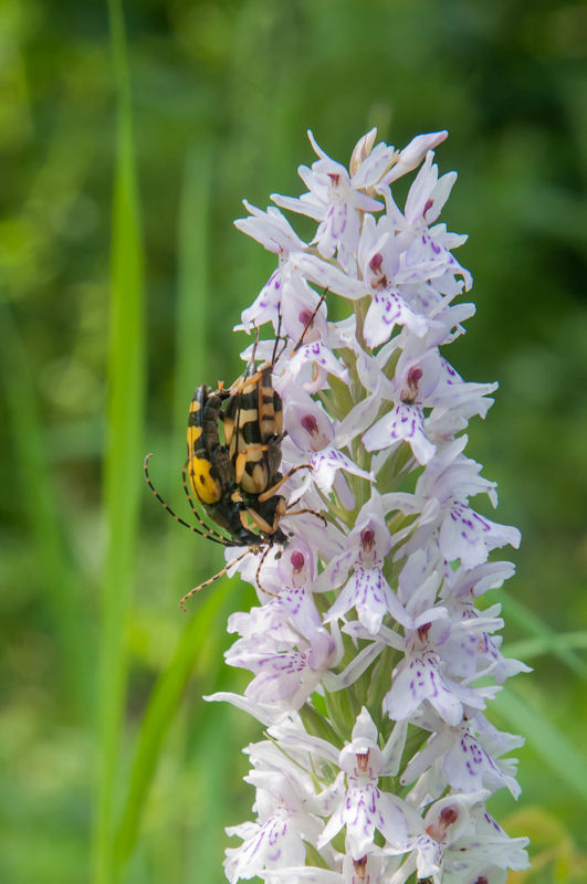 Wie bestuift wie klein.jpg