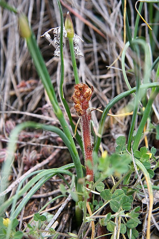 Orobanche.jpg