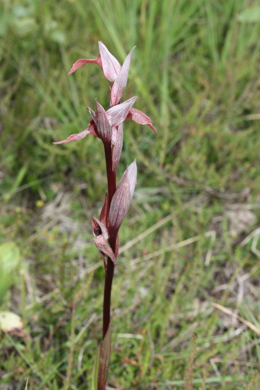 Serapias vomeracea ssp. vomeracea en Platanthera bifolia Bargerveen 150611 (39).JPG