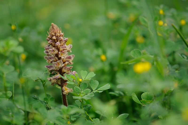 Klavervreter; Orobanche minor; Common Broomrape, Bonifacio, Corsica