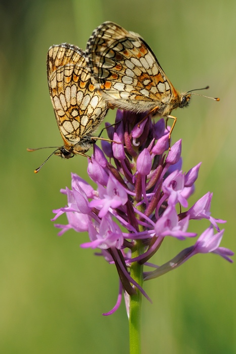 Bosparelmoervlinder met Anacamptis pyramidalis; Hondskruid, Lapanouse-de-Cernon, Cevennen