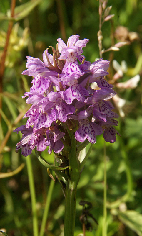 Dactylorhiza fuchsii, 9 juli 2013
