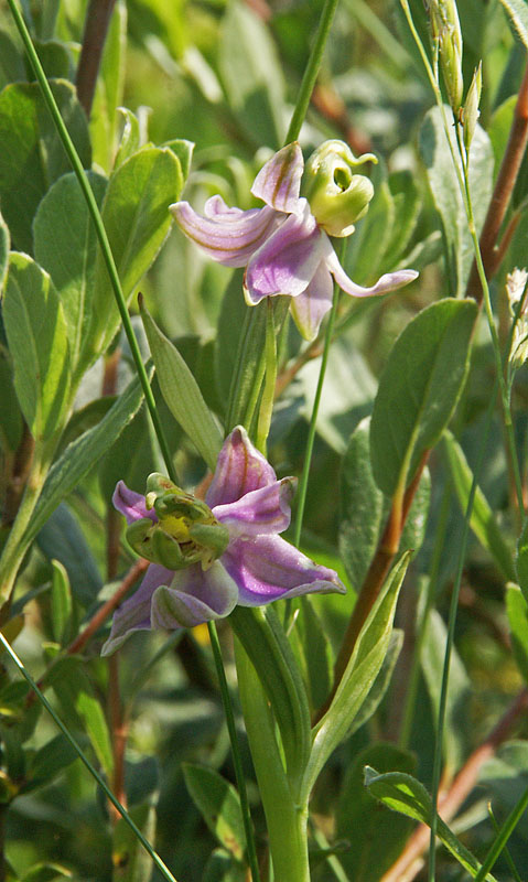 Ophrys apifera (lusus), 9 juli 2013