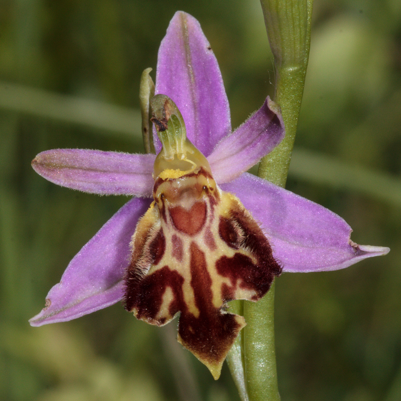 Ophrys - D13_0823.jpg