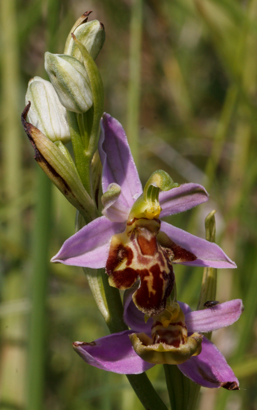 Ophrys apifera ...  - D13_0897.jpg