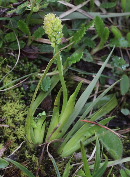 Is dit Chamorchis.JPG