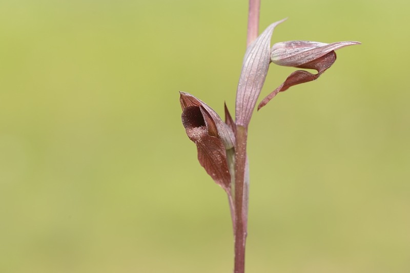 serapias 1.jpg