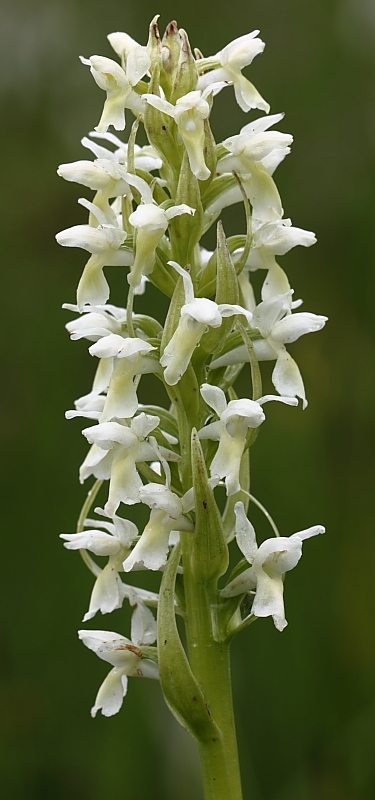 Dactylorhiza ochroleuca