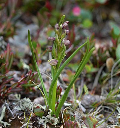 Chamorchis alpina Borselv NO2 040706 (2).jpg