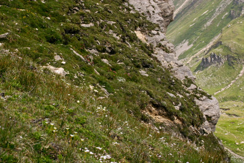 Chamorchis alpina - C05_8640.jpg