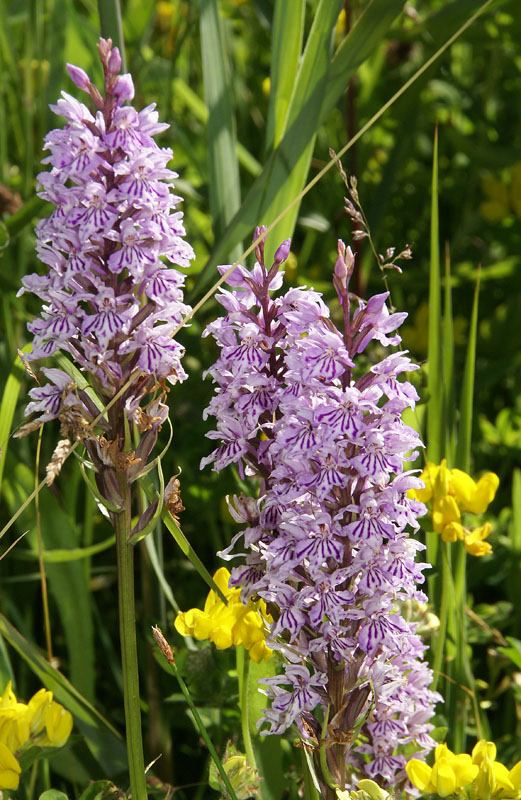 Bosorchis, 23 juni 2009, regio Haarlem