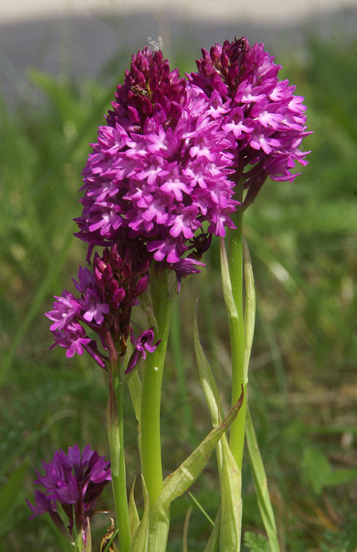 Hondskruid, 10 juli 2013 Bloemendaal