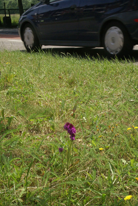 Hondskruid, 10 juli 2013, Bloemendaal