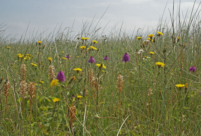 o.a. Hondskruid en Bitterkruidbremraap