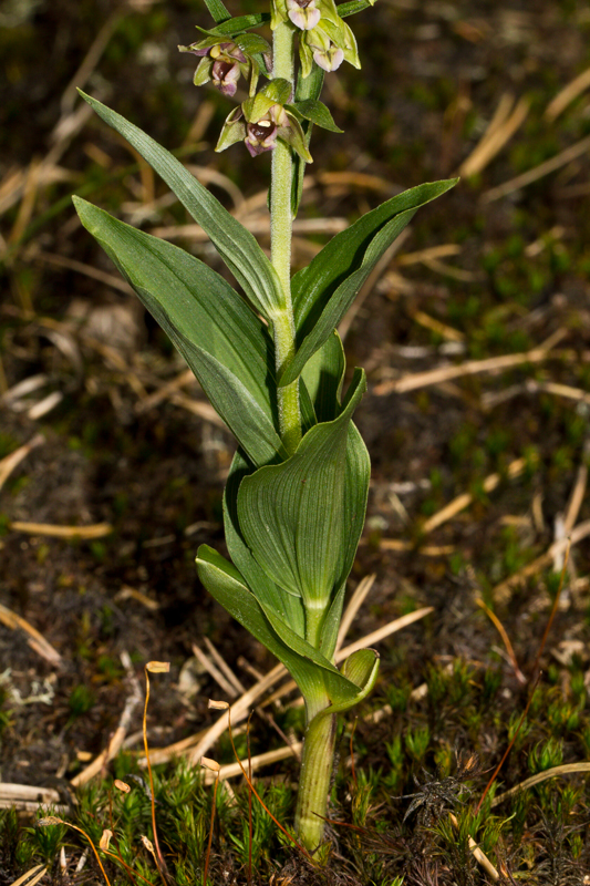Epipactis helleborine subsp. neerlandica - D10_3886.jpg