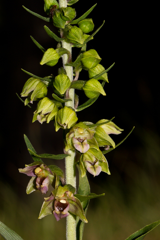 Epipactis helleborine subsp. neerlandica - D10_3883.jpg