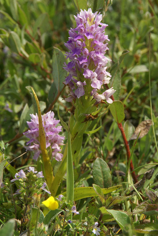 D.incarnata var.lobelii x praetermissa ?<br />vochtige duinvallei 17 juli 2013