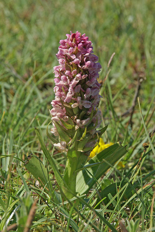 D.incarnata var lobelii<br />vochtige duinvallei 25 juni 2013