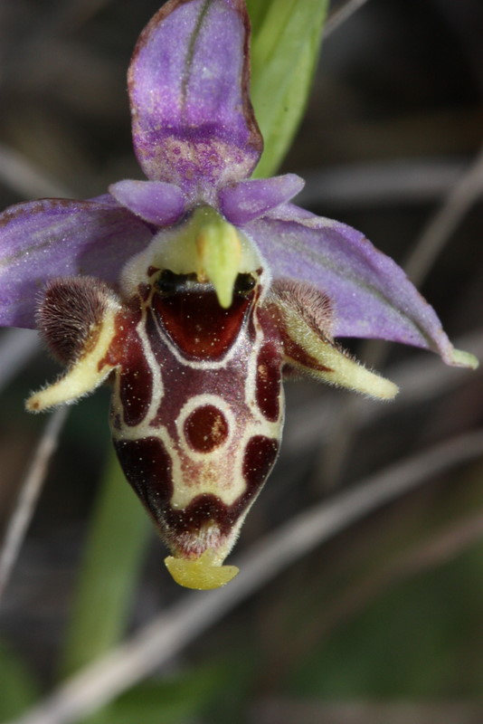 Ophrys cerastes var. cerastes Koumeika S70 23-04-2011 (9).JPG