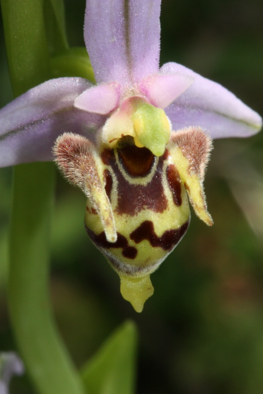 Ophrys cerastes var. minuscula Kambos S38  29-4-2011  (25).JPG