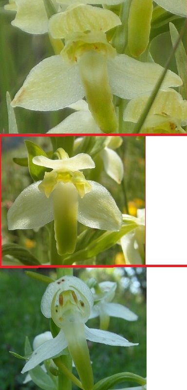 platan.jpg
