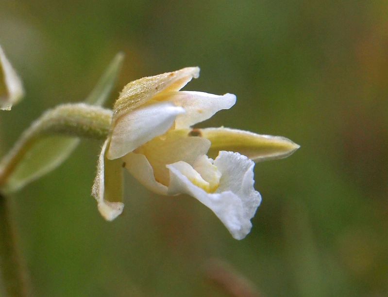 E. palustris Vlieland 24-07-13 (1).jpg
