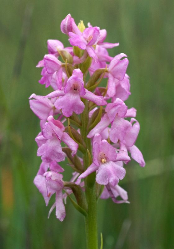 G. conopsea ssp. friesica 1e Kroonspolder Vlieland 24-07-13 (1).jpg