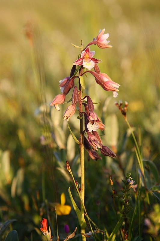 Epipactis palustris.jpg