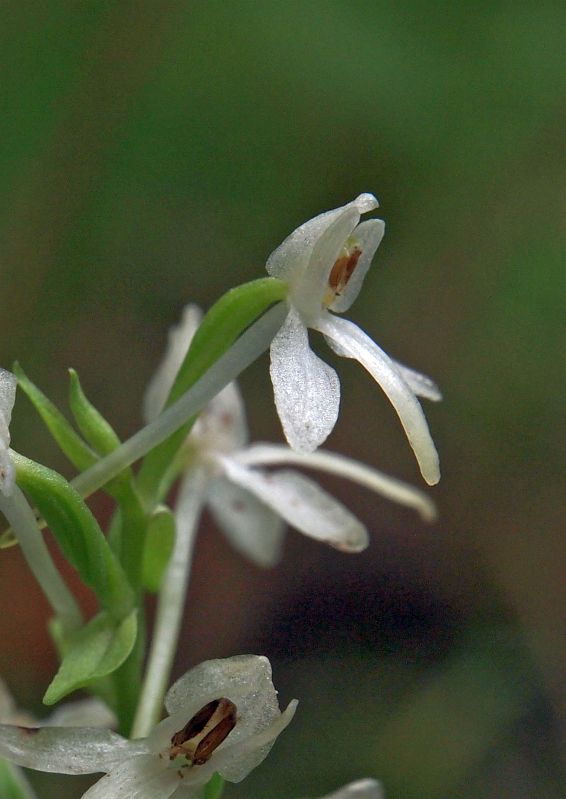 P. bifolia Oelmers 31-07-13 (2).jpg