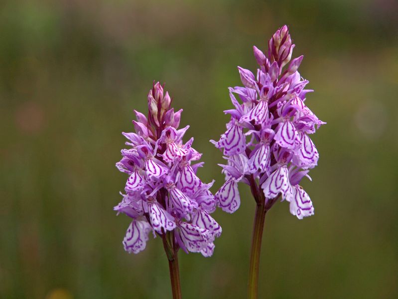 D. maculata var. ericetorum Holtveenslenk DV 11-07-13 (2).jpg