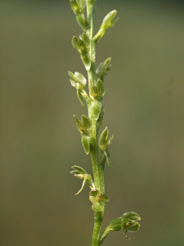 H. paludosa 09-08-13 (11).jpg