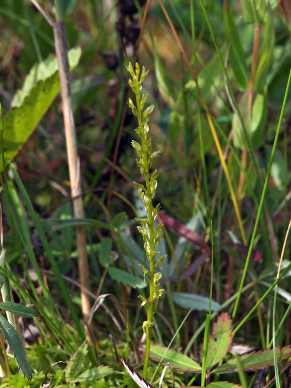 H. paludosa 09-08-13 (6).jpg