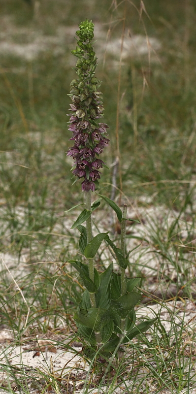 epipactis2.JPG