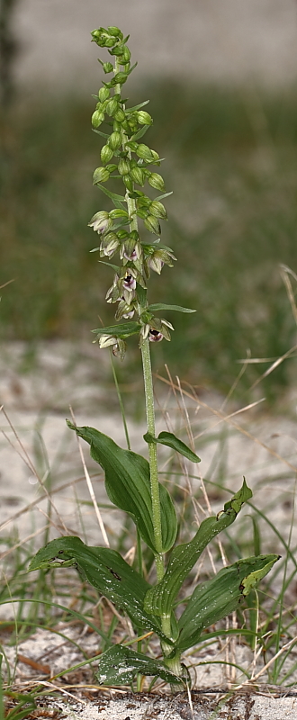 epipactis1.JPG
